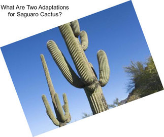 What Are Two Adaptations for Saguaro Cactus?