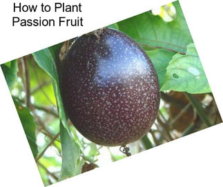 How to Plant Passion Fruit