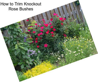 How to Trim Knockout Rose Bushes