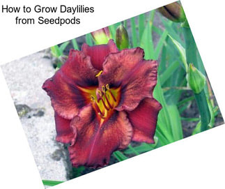 How to Grow Daylilies from Seedpods