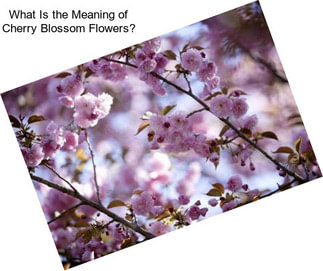 What Is the Meaning of Cherry Blossom Flowers?