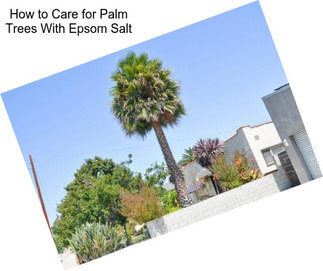 How to Care for Palm Trees With Epsom Salt