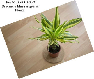 How to Take Care of Dracaena Massangeana Plants