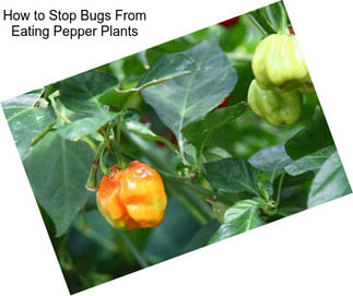 How to Stop Bugs From Eating Pepper Plants