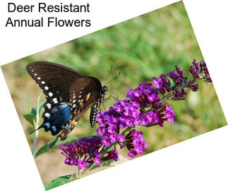 Deer Resistant Annual Flowers