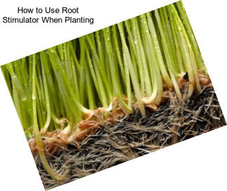 How to Use Root Stimulator When Planting