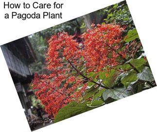 How to Care for a Pagoda Plant