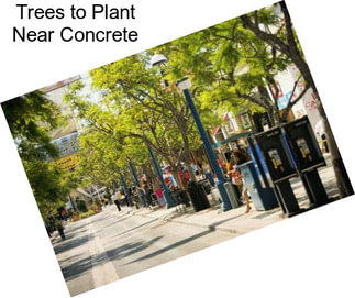 Trees to Plant Near Concrete