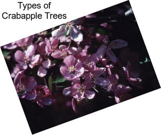 Types of Crabapple Trees