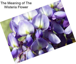 The Meaning of The Wisteria Flower