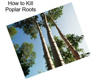 How to Kill Poplar Roots