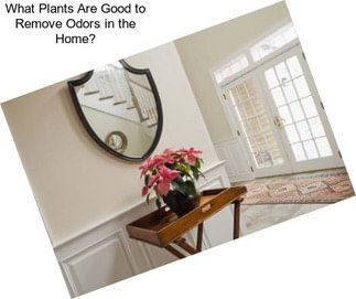 What Plants Are Good to Remove Odors in the Home?
