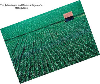 The Advantages and Disadvantages of a Monoculture