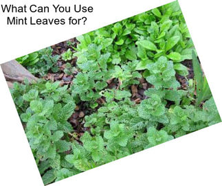 What Can You Use Mint Leaves for?