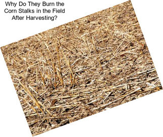 Why Do They Burn the Corn Stalks in the Field After Harvesting?