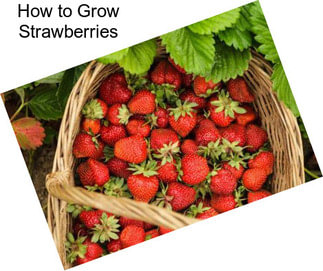 How to Grow Strawberries