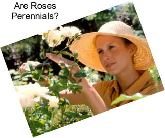 Are Roses Perennials?