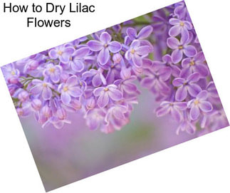 How to Dry Lilac Flowers