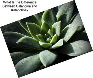 What Is the Difference Between Calandiva and Kalanchoe?