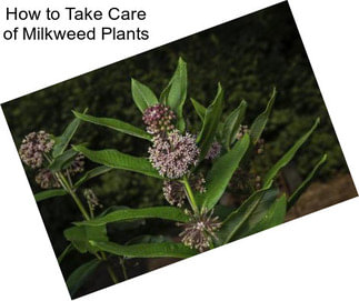 How to Take Care of Milkweed Plants