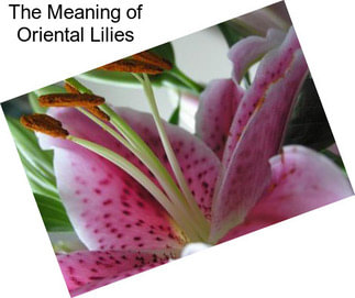 The Meaning of Oriental Lilies