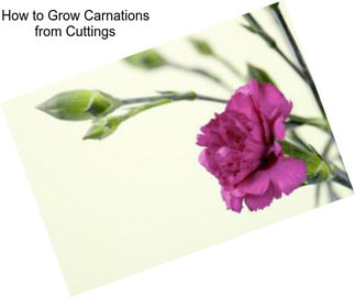 How to Grow Carnations from Cuttings