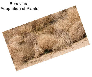 Behavioral Adaptation of Plants