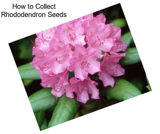How to Collect Rhododendron Seeds