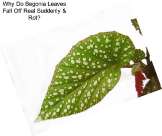 Why Do Begonia Leaves Fall Off Real Suddenly & Rot?
