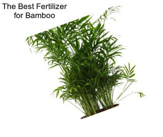 The Best Fertilizer for Bamboo