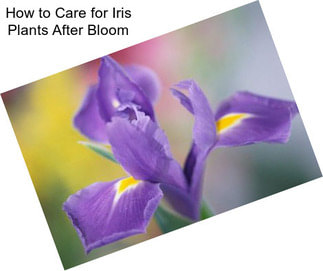How to Care for Iris Plants After Bloom