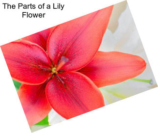 The Parts of a Lily Flower