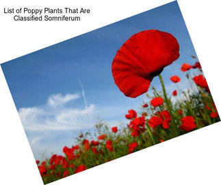 List of Poppy Plants That Are Classified Somniferum
