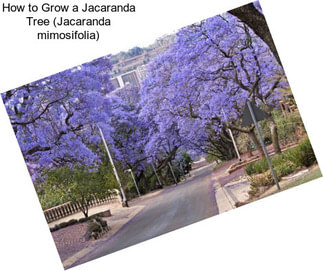 How to Grow a Jacaranda Tree (Jacaranda mimosifolia)