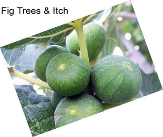 Fig Trees & Itch