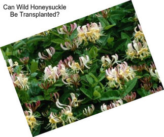 Can Wild Honeysuckle Be Transplanted?