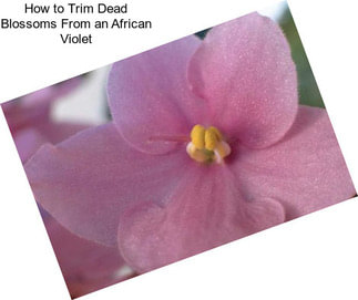 How to Trim Dead Blossoms From an African Violet