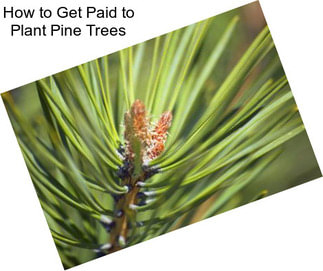 How to Get Paid to Plant Pine Trees