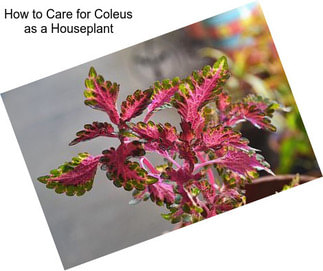 How to Care for Coleus as a Houseplant
