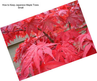 How to Keep Japanese Maple Trees Small