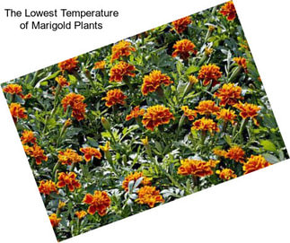 The Lowest Temperature of Marigold Plants