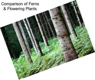 Comparison of Ferns & Flowering Plants