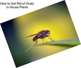 How to Get Rid of Gnats in House Plants