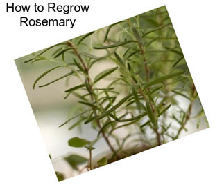 How to Regrow Rosemary