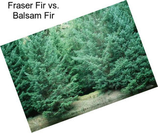 Fraser Fir vs. Balsam Fir
