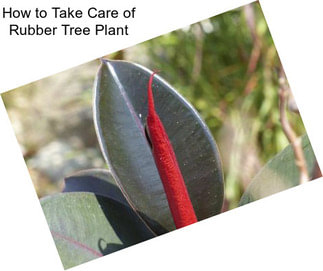 How to Take Care of Rubber Tree Plant