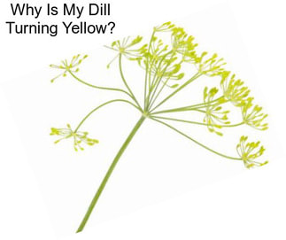 Why Is My Dill Turning Yellow?