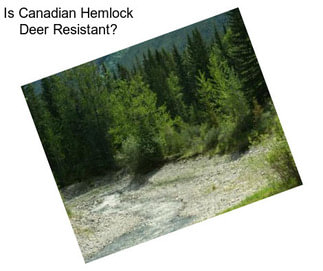 Is Canadian Hemlock Deer Resistant?