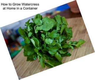 How to Grow Watercress at Home in a Container