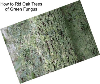 How to Rid Oak Trees of Green Fungus